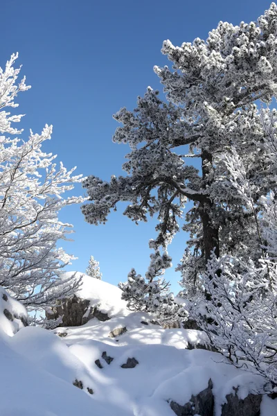 Śnieg pokryte lasami — Zdjęcie stockowe