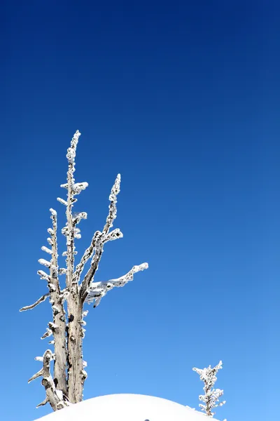 木を覆う雪 — ストック写真