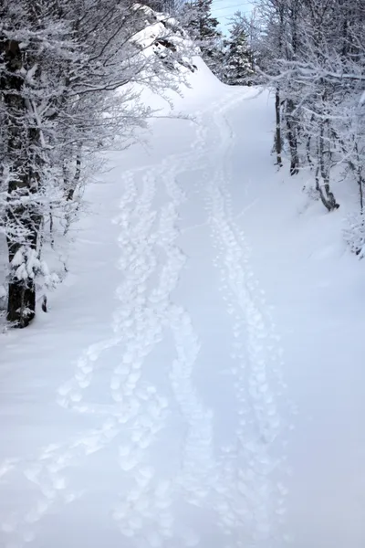 Ścieżka śnieg — Zdjęcie stockowe