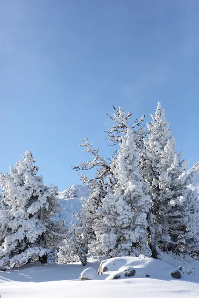 Neve coberto de árvores — Fotografia de Stock