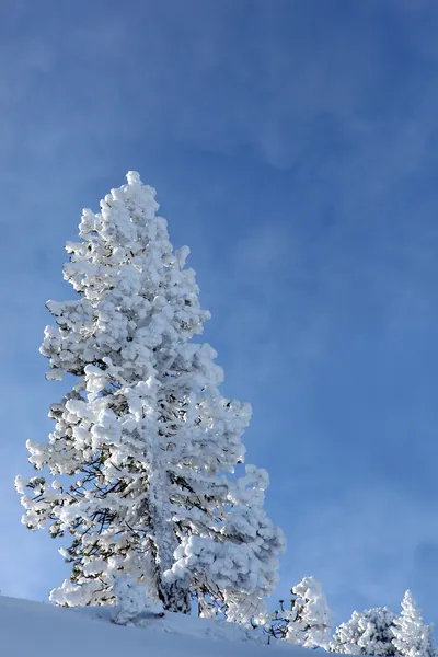Ідеальний snowy дерево — стокове фото