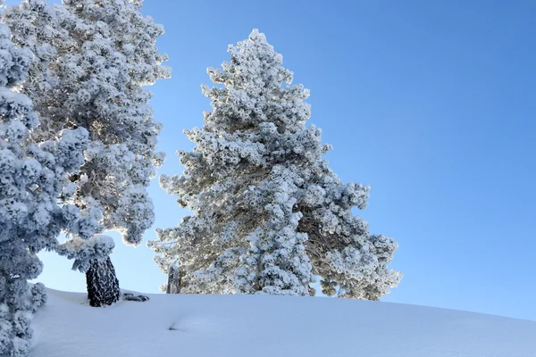 Karlı ağaçların — Stok fotoğraf