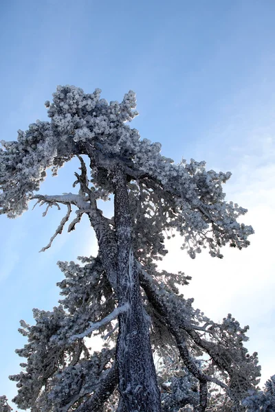 Neve árvore coberta — Fotografia de Stock