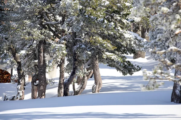 Belas árvores cobertas de neve — Fotografia de Stock