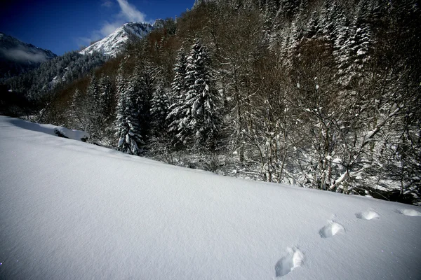 Voetafdrukken in de sneeuw — Stockfoto