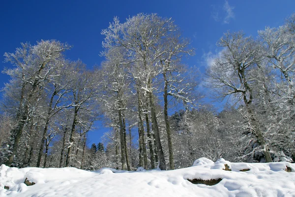 Neve coberto de árvores em um dia ensolarado — Fotografia de Stock