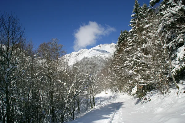 Caminho entre árvores cobertas de neve — Fotografia de Stock