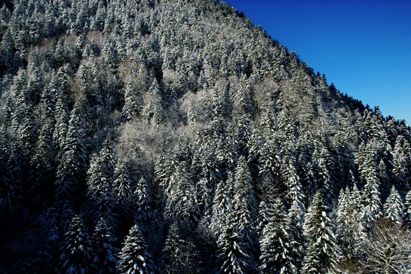 Деревья на склоне горы зимой — стоковое фото
