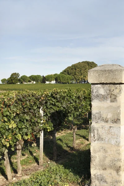 Gates to a vineyard — Stock Photo, Image