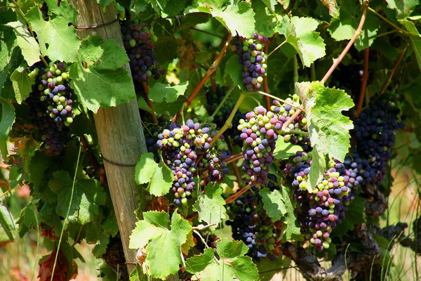 Виноград, висящий на лозе — стоковое фото