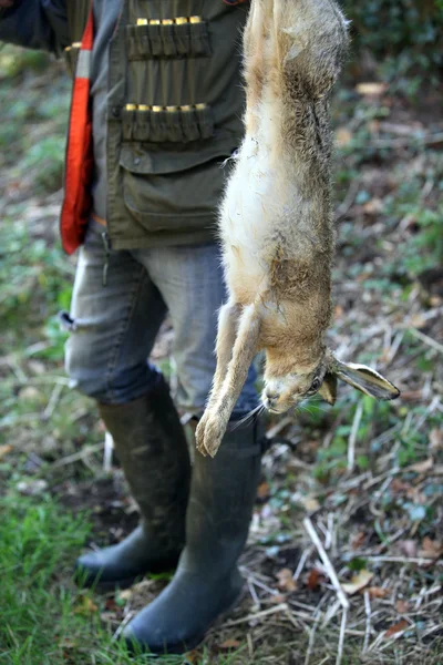 死んだウサギ — ストック写真