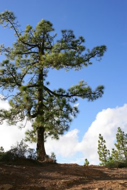 Tree in a dry field clipart