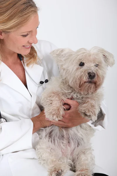 Veterinarian holding dog — Stock Photo, Image