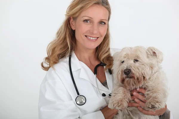 Veterinaria femminile e un cane — Foto Stock