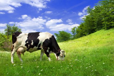 Cow on beautiful meadow clipart