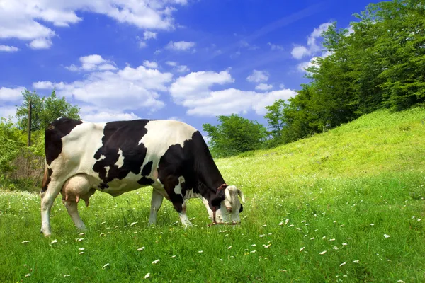 Krowa na pięknej łące — Zdjęcie stockowe