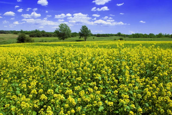 Beautiful mustard field — Stock Photo, Image
