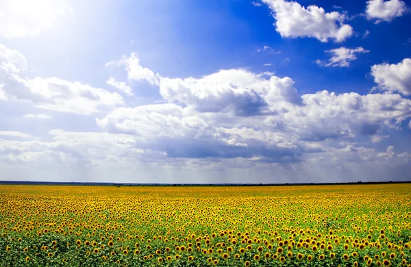 Прекрасное солнечное поле — стоковое фото