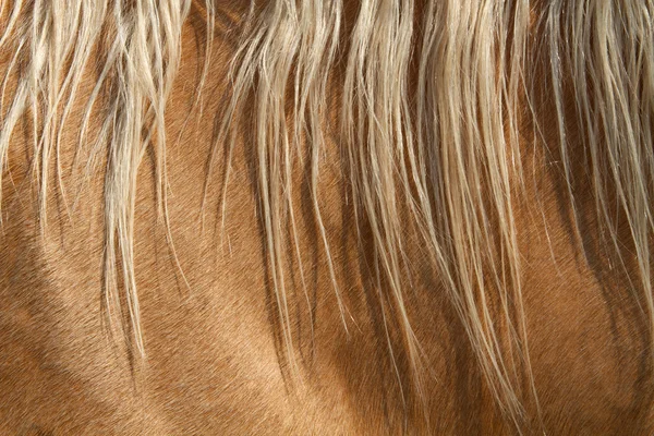 Haare und Fell eines Pferdes — Stockfoto