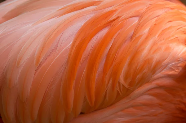 ピンクのフラミンゴの羽 — ストック写真