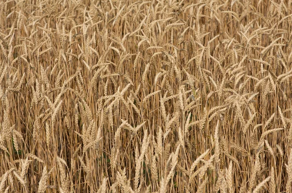 Campo de cultivo de trigo —  Fotos de Stock
