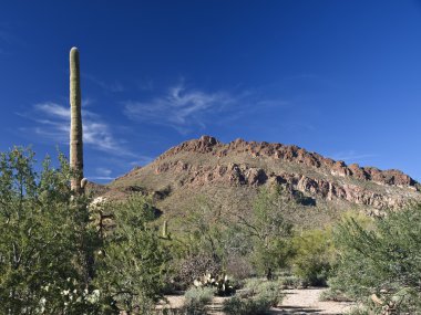 Arizona Manzarası