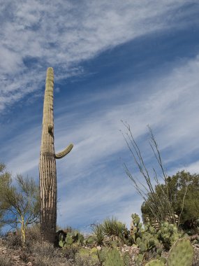 Arizona Manzarası