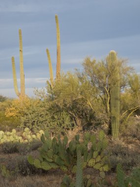 Arizona Manzarası