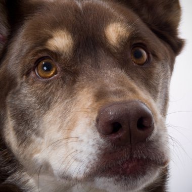 yakışıklı husky laboratuvar karışık breed