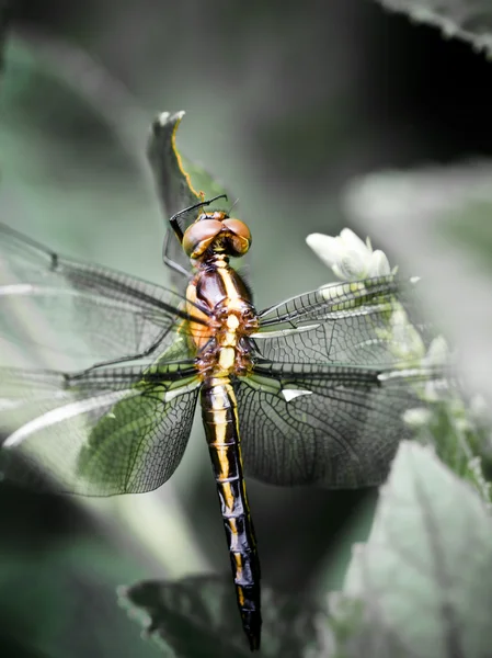 Dragonfly Macro — Stock Photo, Image