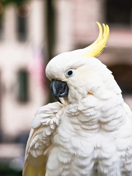 Zwavel-crested cockatoo — Stockfoto