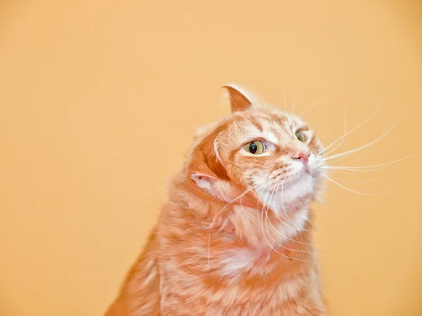 stock image Orange Cat