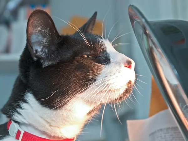 Katte med sollampe – stockfoto