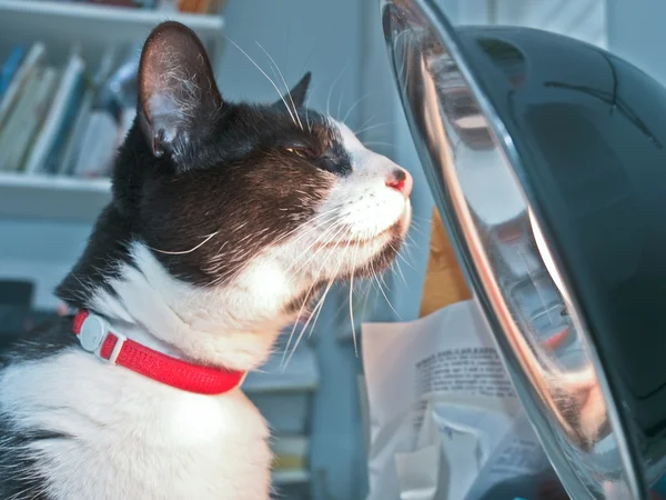 Gato con lámpara solar — Foto de Stock