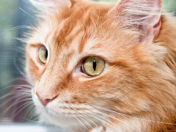 Narancssárga macska — Stock Fotó
