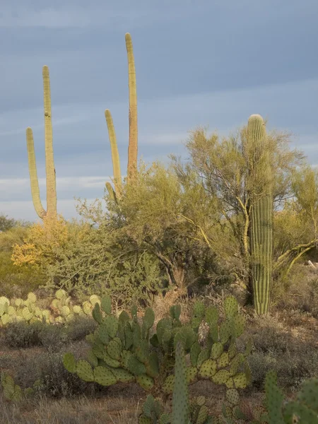 stock image Arizona Landscape