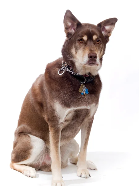 Handsome Husky Lab Mixed Breed — Stock Photo, Image