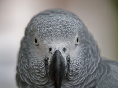 Gray Parrot clipart