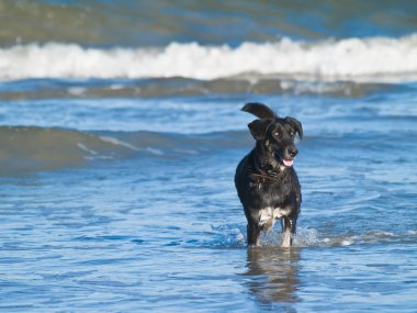 Surf köpek