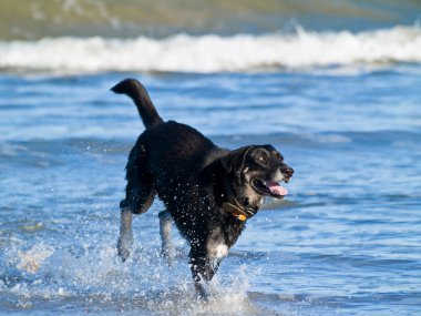 Surf köpek