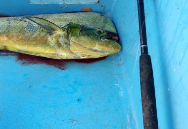 Mahi Mahi