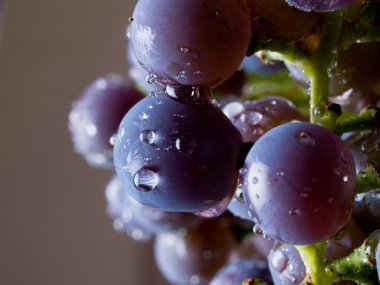 Grapes on The Vine clipart