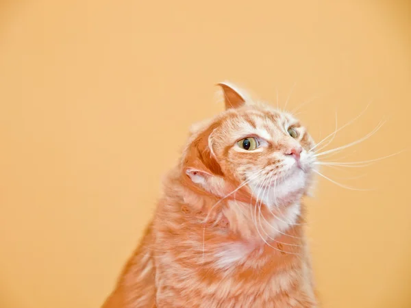 Oransje katt – stockfoto