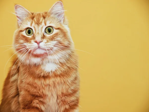 Πορτοκαλί γάτα — Φωτογραφία Αρχείου