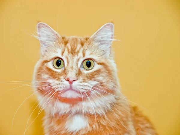 Pisica portocalie — Fotografie, imagine de stoc