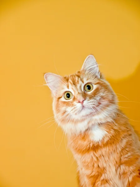 Orangefarbene Katze — Stockfoto