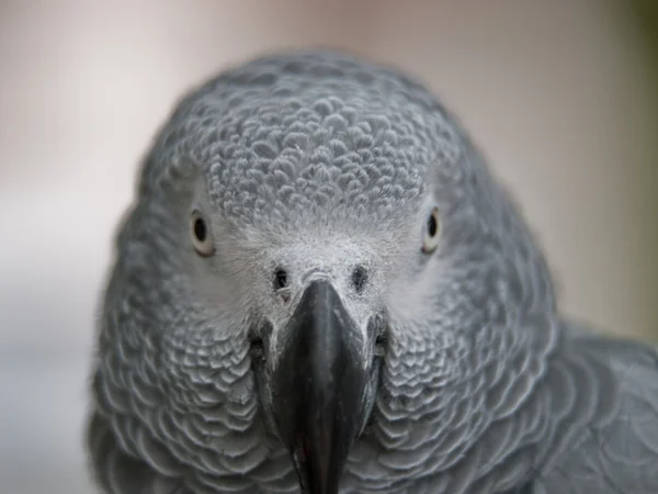 灰色のオウム — ストック写真