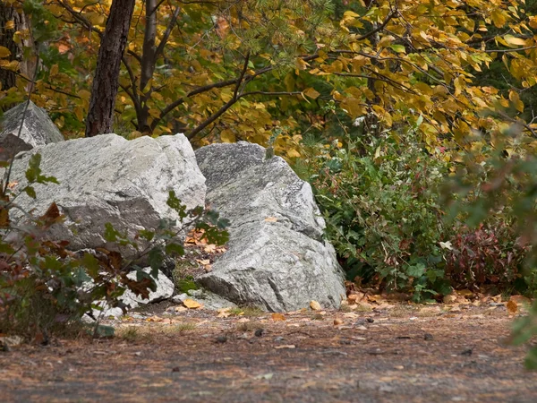 stock image Fall Foliage