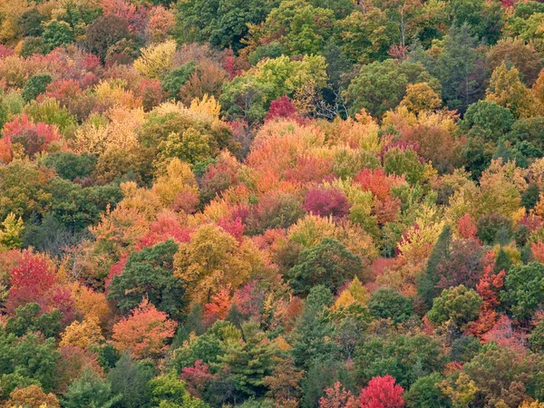 Follaje de otoño — Foto de Stock