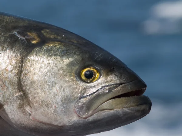 stock image Bluefish